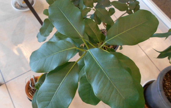 【SYNTHビジネスセンター近鉄四日市】小さい春