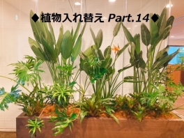 【SYNTH(シンス)堂島ブログ】新しい植物がSYNTH(シンス)にやってきました！part 14