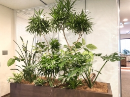 【SYNTH(シンス)堂島ブログ】新しい植物がSYNTH(シンス)にやってきました！part 1９
