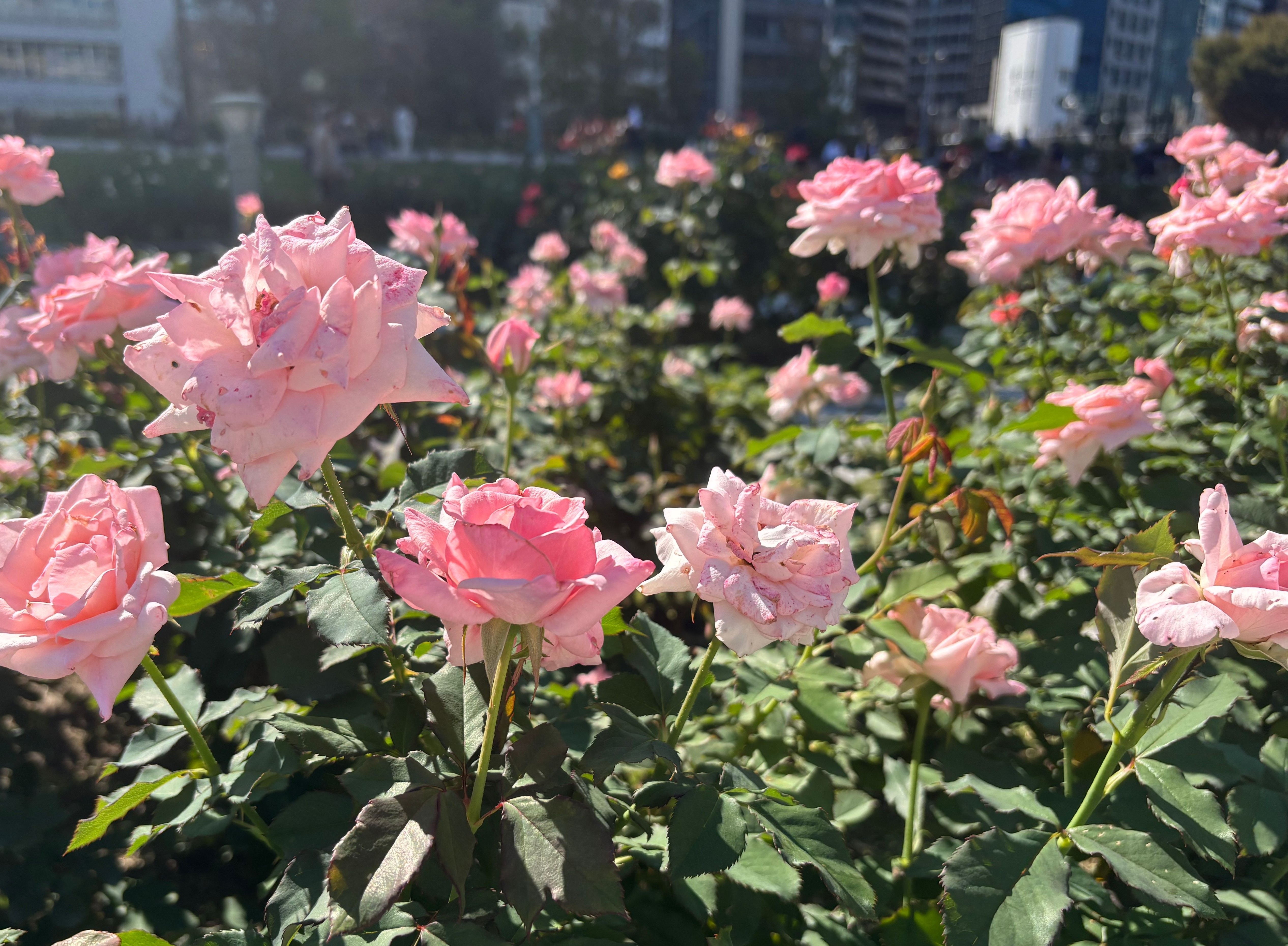 ブライダルピンク