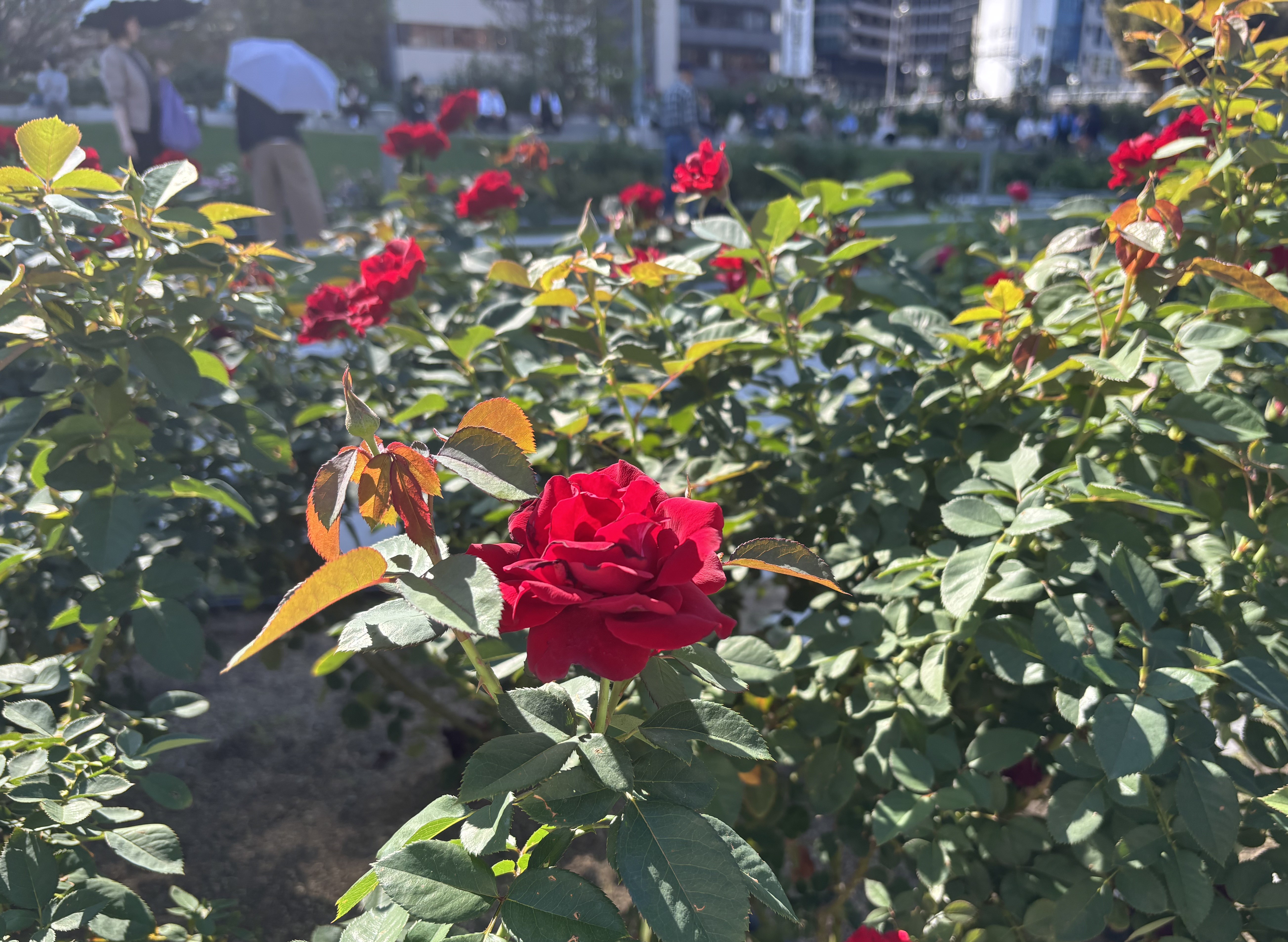 フレンシャムの写真