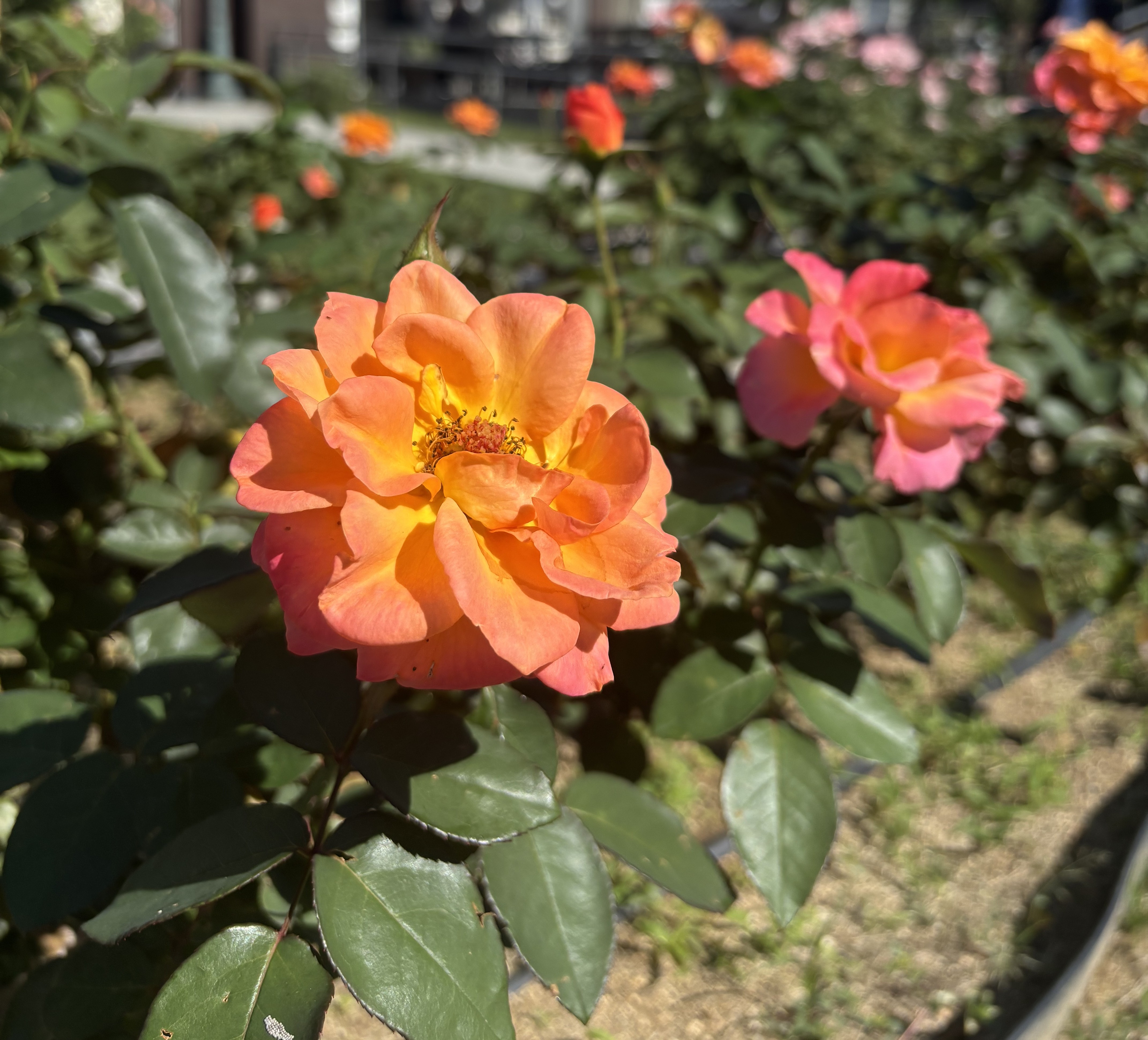 スーヴニール　ドゥ　アンネ　フランクの写真