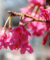 【SYNTH(シンス)堂島ブログ】更新しました～桜スポットのご紹介♪～