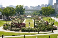 【SYNTH(シンス)堂島ブログ】★中之島バラ園のご紹介★